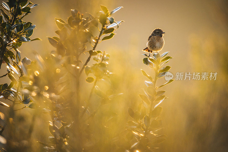 一种欧洲石茶(Saxicola rubicola)栖息在树上